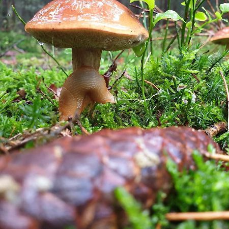 De Kleine Kriemelkuil Villa Ermelo Eksteriør bilde